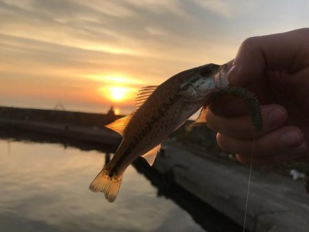 朝マヅメリベンジ